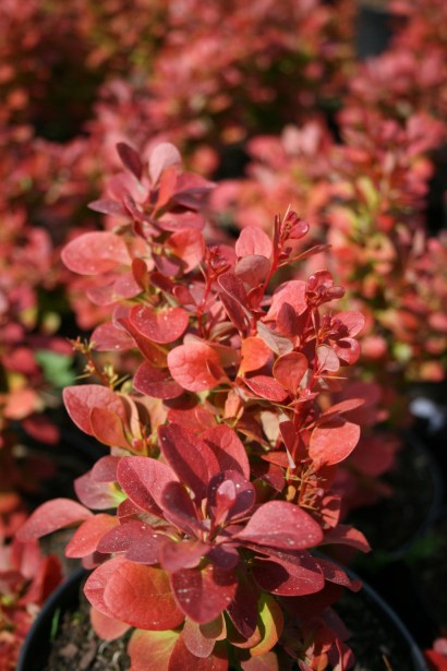 Барбарис Флоренс з яскравим кольором листя.